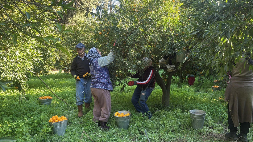 Mandalinanın fiyat yolculuğu: Bahçede 15 manavda 100 lira - Resim : 1