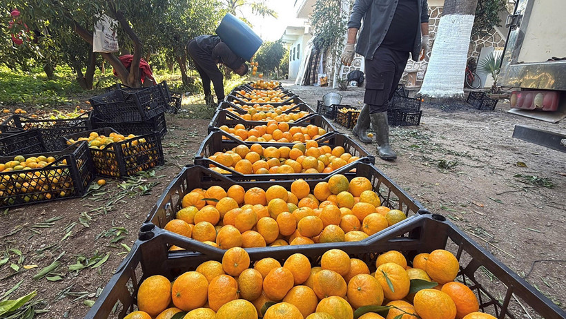 Mandalinanın fiyat yolculuğu: Bahçede 15 manavda 100 lira - Resim : 2