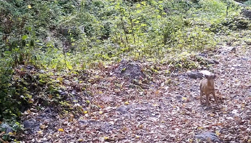 Çakalın yaprak keyfi kamerada - Resim : 4