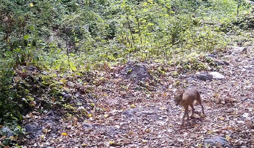 Çakalın yaprak keyfi kamerada - Resim : 5