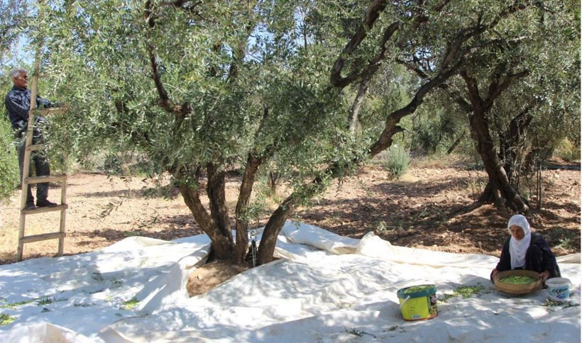 Sofraların vazgeçilmezinin hasadı başladı! Kilosu 200 TL. Kuraklık vurdu - Resim: 1