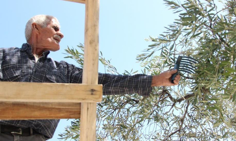 Sofraların vazgeçilmezinin hasadı başladı! Kilosu 200 TL. Kuraklık vurdu - Resim: 3