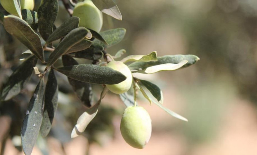 Sofraların vazgeçilmezinin hasadı başladı! Kilosu 200 TL. Kuraklık vurdu - Resim: 5