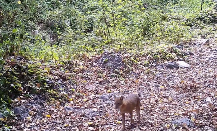 Çakalın yaprak keyfi kamerada - Resim : 1
