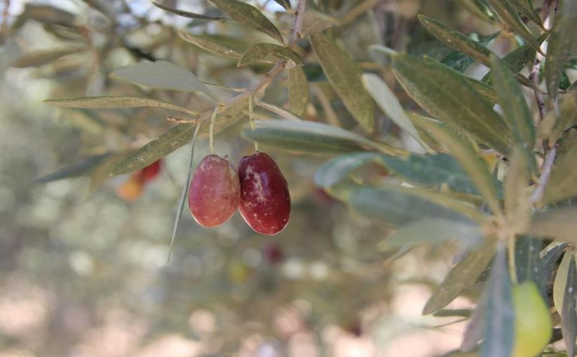 Sofraların vazgeçilmezinin hasadı başladı! Kilosu 200 TL. Kuraklık vurdu - Resim: 2