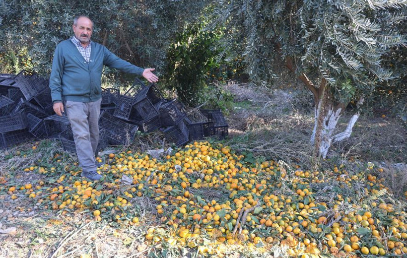 Tarlada 2 TL, markette 30 TL! Hataylı üreticiler isyanda - Resim : 4