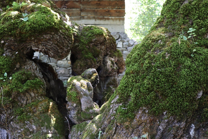 300 yıllık dut ağacında şaşkına çeviren görüntü! Erzurum’da herkes onu konuşuyor - Resim : 1