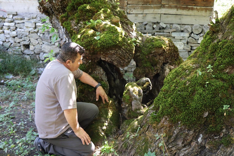 300 yıllık dut ağacında şaşkına çeviren görüntü! Erzurum’da herkes onu konuşuyor - Resim : 5