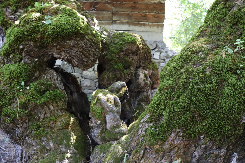 300 yıllık dut ağacında şaşkına çeviren görüntü! Erzurum’da herkes onu konuşuyor - Resim : 4