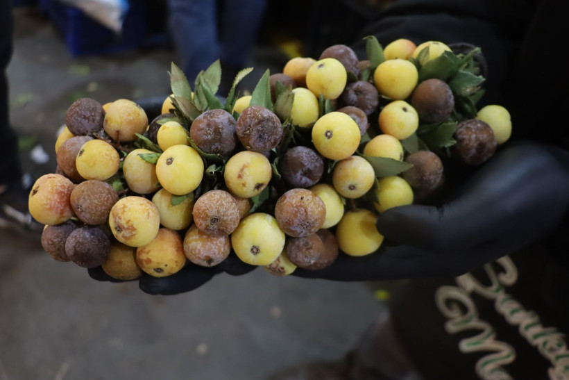 2 yılda bir yetişiyor çürüyünce tüketiliyor. Osmanlı saraylarında pekmezi yapıldı - Resim: 7