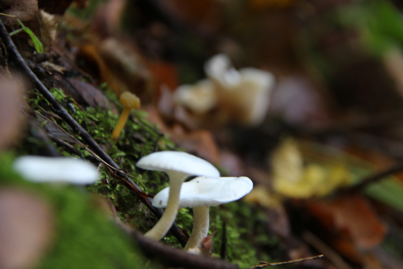 Mantar sezonu başladı: Uzmanlardan zehirlenme uyarısı! - Resim : 2