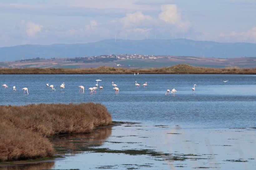 Su döngüsü durdu! Çardak Lagünü’nün zenginliği yok olma eşiğindi - Resim : 4