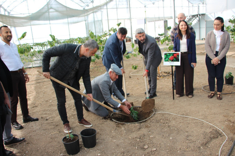 Adı da üretimi de Türk! Anavatanı Antalya oluyor: Fidanlar toprakla buluştu - Resim : 1