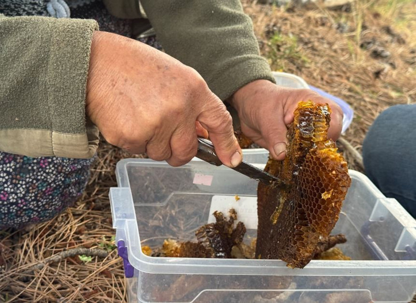 Toros Dağları'nda iz sürüyorlar görenlerin cebi para doluyor. Kimi 3 günde kimi 20 günde buluyor - Resim: 5