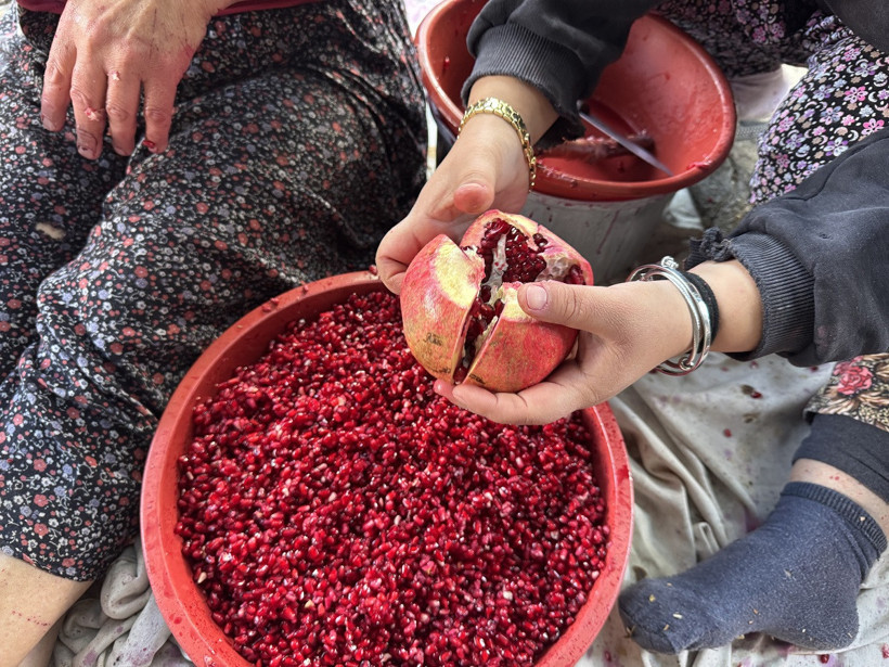 Antalya'da geleneksel nar ekşisi mesaisi başladı - Resim : 1