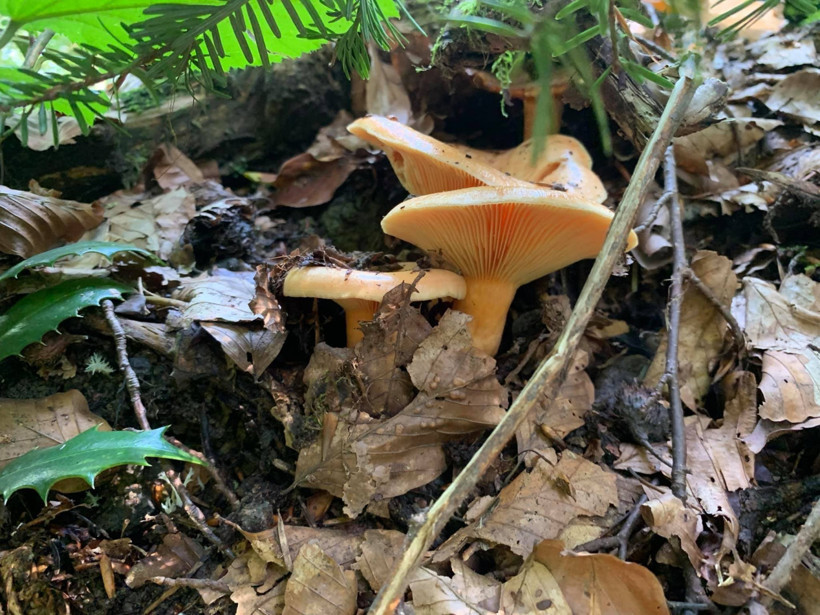 Mantar sezonu başladı: Uzmanlardan zehirlenme uyarısı! - Resim : 1