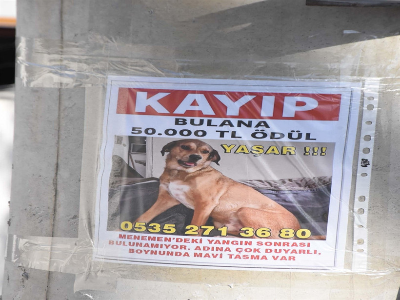Kayıp köpeğini bulana 50 bin lira verecek - Resim : 2