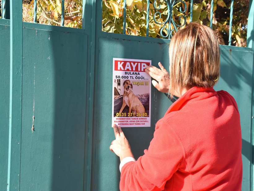 Kayıp köpeğini bulana 50 bin lira verecek - Resim : 1