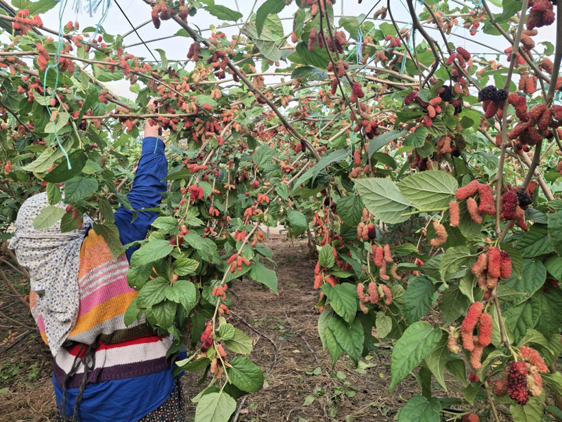 Silifke’nin mor mucizesinde hasat zamanı! Dubai ve Katar ürün bekliyor - Resim : 3