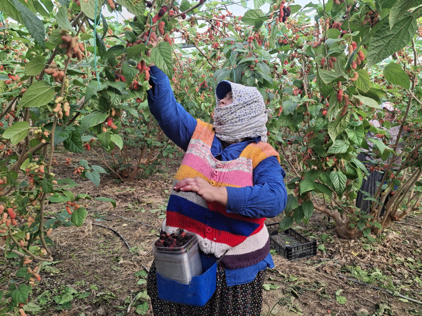 Silifke’nin mor mucizesinde hasat zamanı! Dubai ve Katar ürün bekliyor - Resim : 1