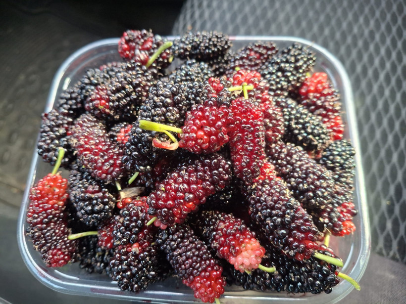 Silifke’nin mor mucizesinde hasat zamanı! Dubai ve Katar ürün bekliyor - Resim : 2