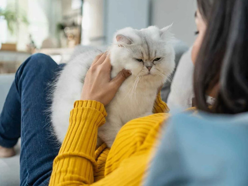 Kediniz nefesinizi neden bu kadar çok kokluyor? Sebebini öğrenince çok şaşırasınız! - Resim: 6