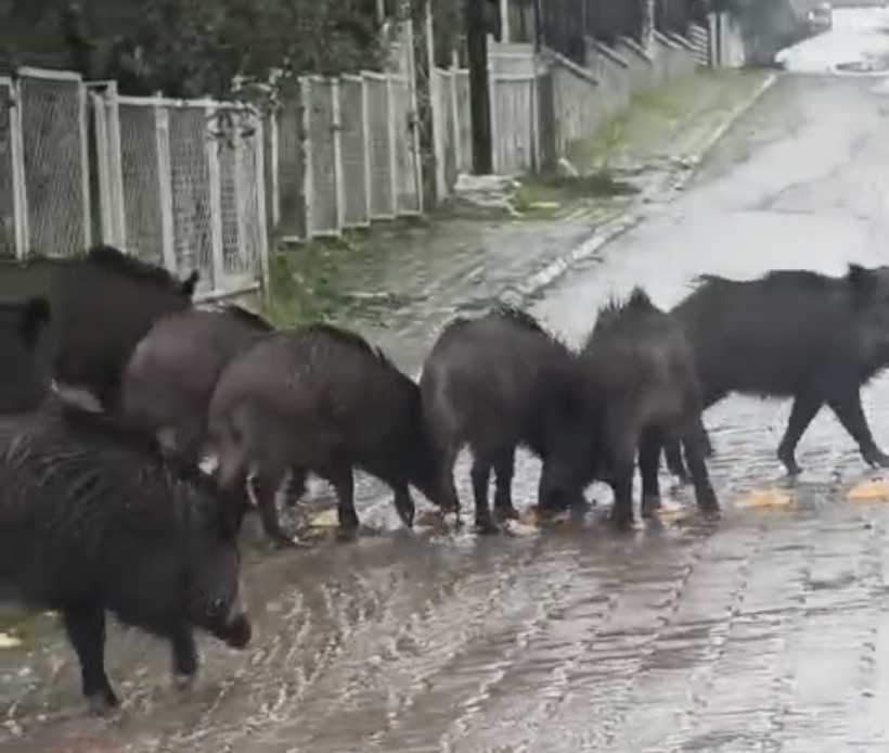 Ayvalık’ta aç kalan domuzlar şehir merkezine indi - Resim : 2