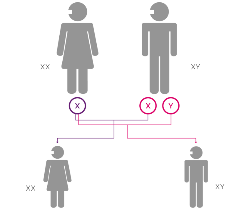 Erkek cinsiyetini belirleyen Y kromozomu yok oluyor! - Resim : 1