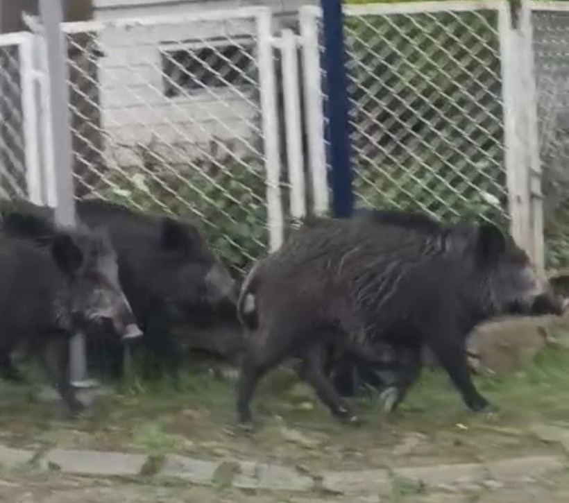 Ayvalık’ta aç kalan domuzlar şehir merkezine indi - Resim : 1