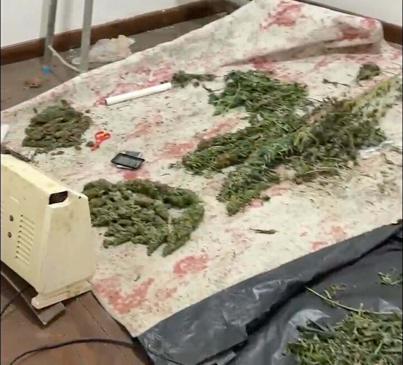 Saksıda kenevir yetiştiriyordu: 22 yaşında tutuklandı! - Resim : 1