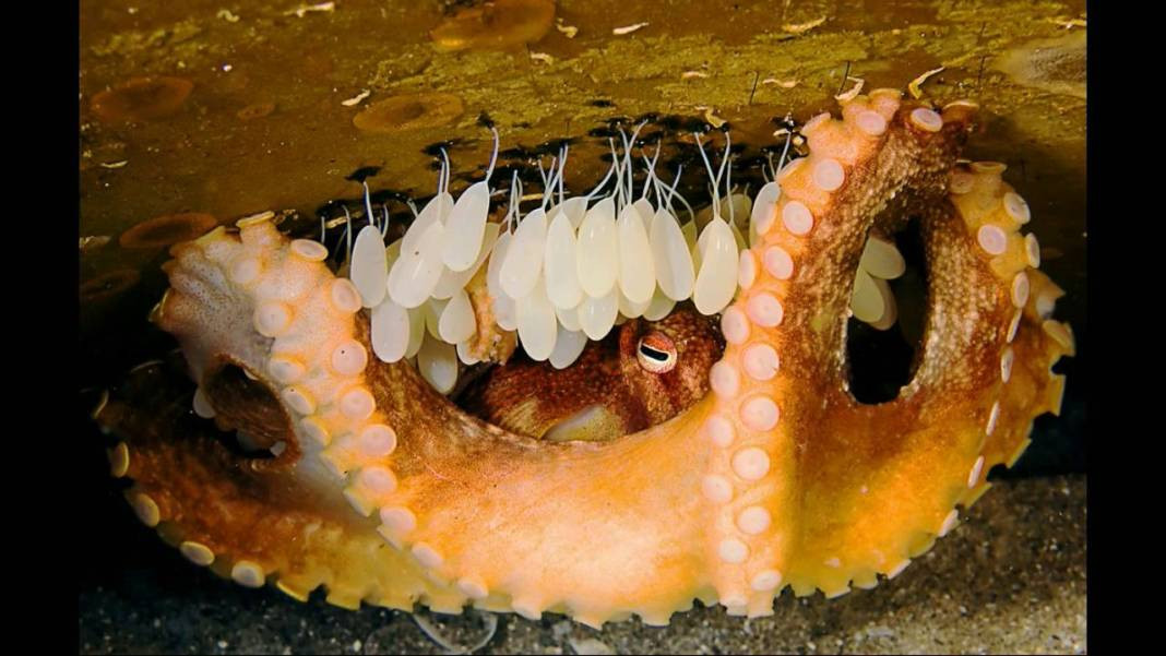 Ahtapotun anneliği başka hiçbir canlının anneliğine benzemez. Öğrenince şok olacaksınız - Resim: 2