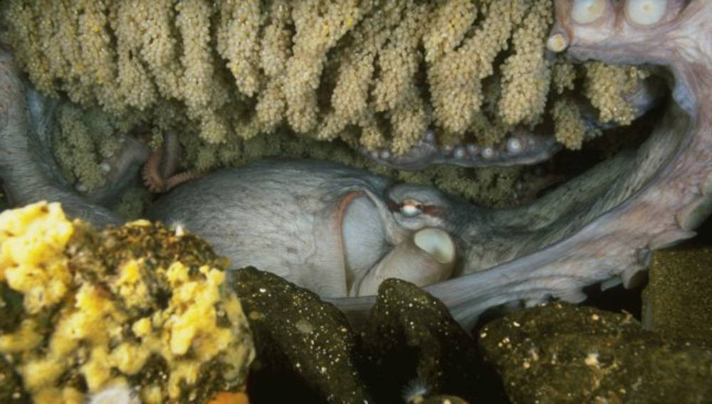 Ahtapotun anneliği başka hiçbir canlının anneliğine benzemez. Öğrenince şok olacaksınız - Resim: 1