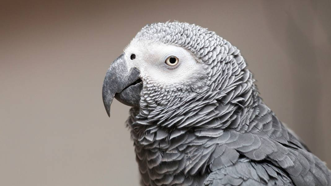 6 konuda 6 bilgi. Küçümsemeyin hepsi bir gün lazım olur - Resim: 3