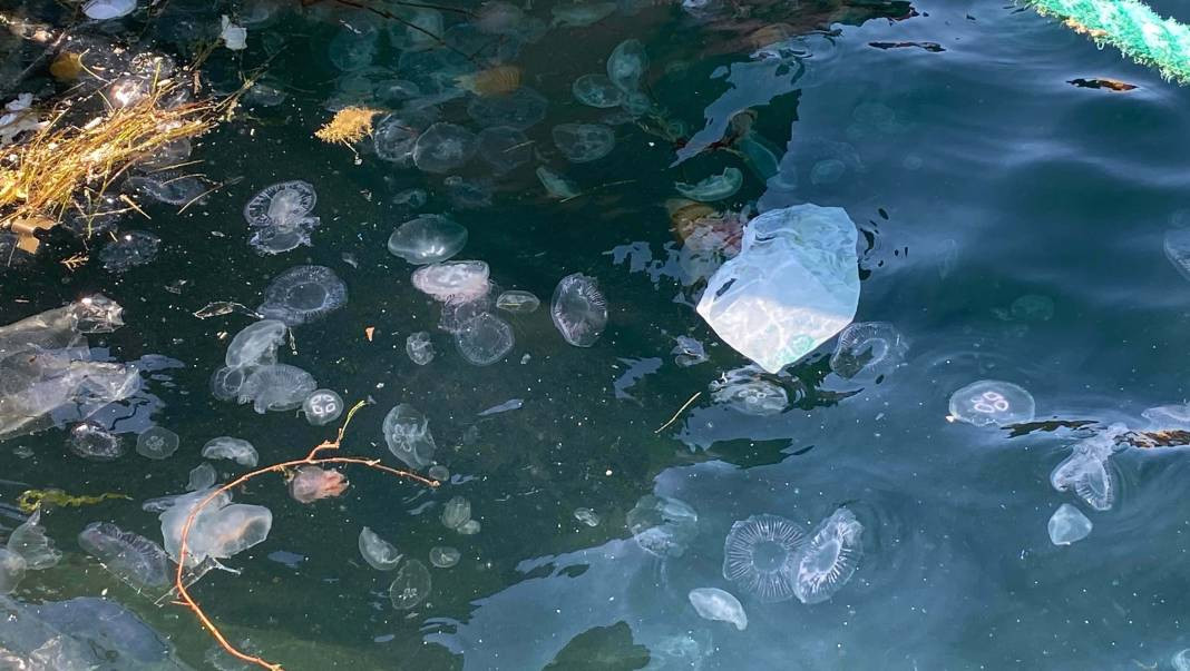 Boğaz'da zehirli tehlike! Görürseniz sakın temas etmeyin… - Resim: 14