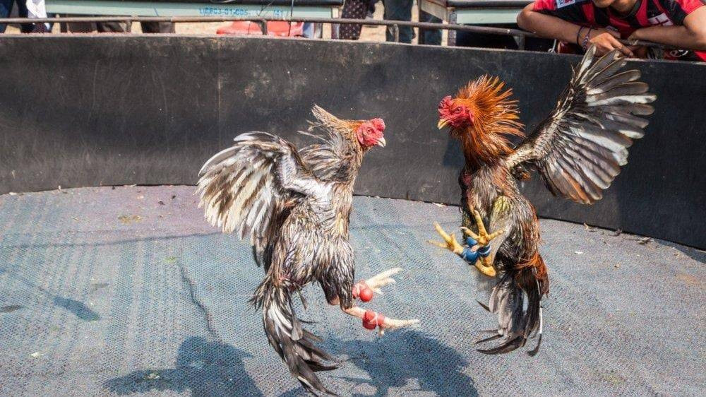 Hayvanları Koruma Derneği Başkanı horoz dövüşçüsü çıktı. Özel ring bile yaptırmış - Resim: 7