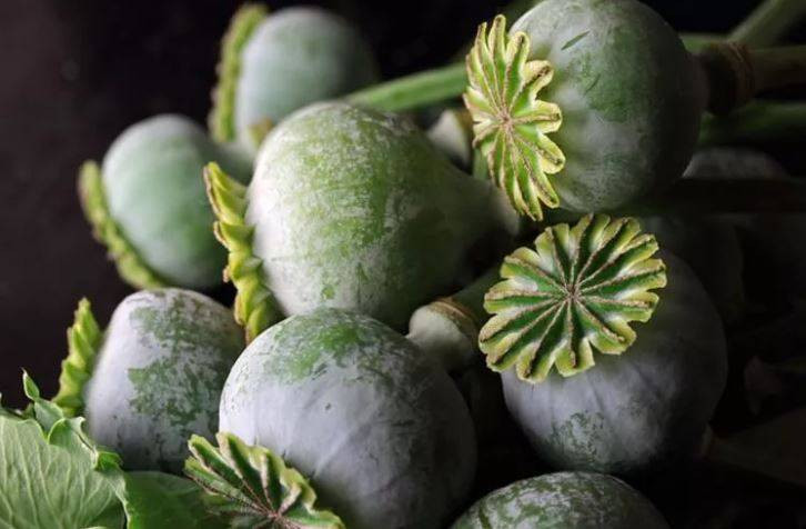 Uykusuzluk çekenlerin bir avuç yemesi bile yeterli! Vücuda tıka basa vitamin depoluyor - Resim: 2