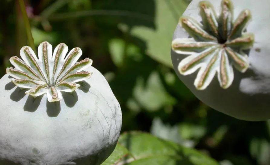 Uykusuzluk çekenlerin bir avuç yemesi bile yeterli! Vücuda tıka basa vitamin depoluyor - Resim: 14