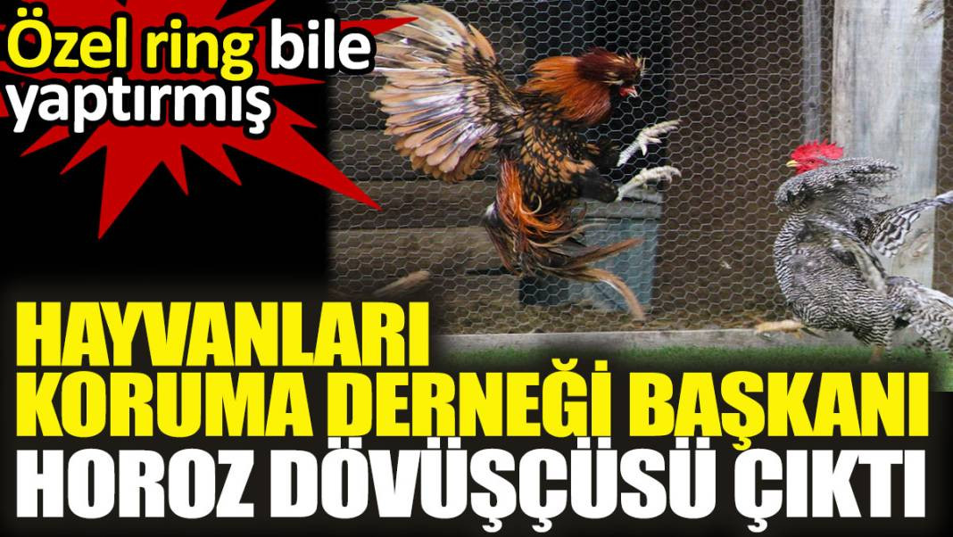Hayvanları Koruma Derneği Başkanı horoz dövüşçüsü çıktı. Özel ring bile yaptırmış - Resim: 1