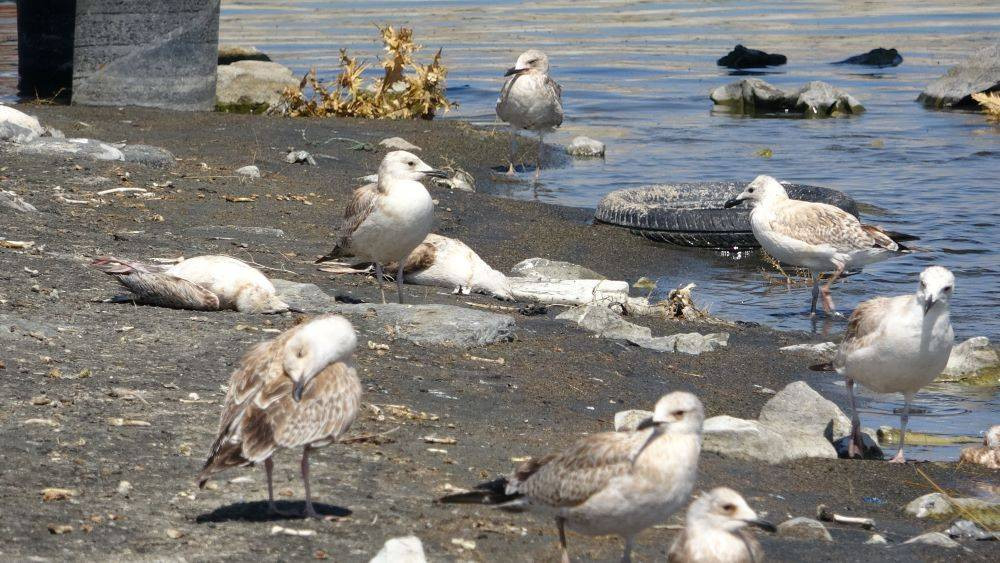 Van Gölü’nde acı fotoğraf. Binlerce martı öldü binlercesi de ölümü bekliyor - Resim: 7