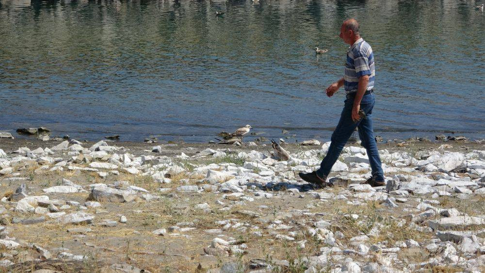 Van Gölü’nde acı fotoğraf. Binlerce martı öldü binlercesi de ölümü bekliyor - Resim: 9
