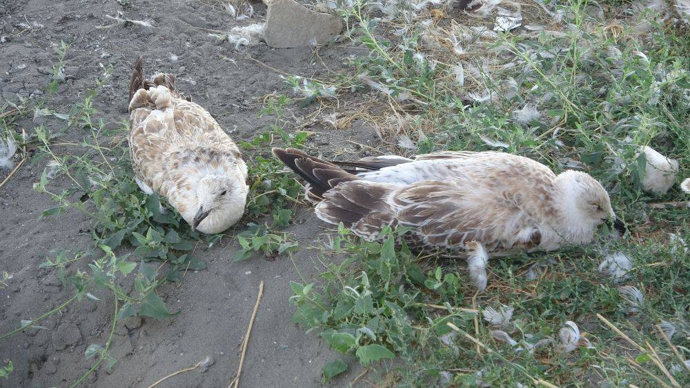 Van Gölü’nde acı fotoğraf. Binlerce martı öldü binlercesi de ölümü bekliyor - Resim: 10