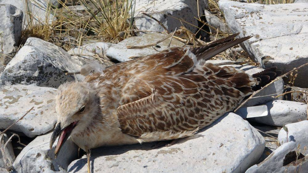 Van Gölü’nde acı fotoğraf. Binlerce martı öldü binlercesi de ölümü bekliyor - Resim: 4