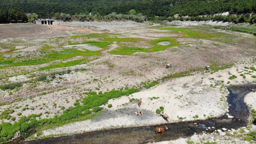 Barajlarda su bitti hayvanlar otlamaya başladı. İstanbul'da tehlike çanları - Resim: 9