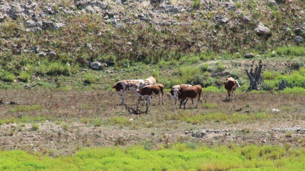 Barajlarda su bitti hayvanlar otlamaya başladı. İstanbul'da tehlike çanları - Resim: 4