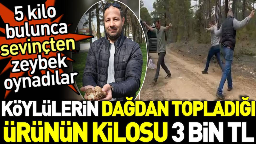 Köylülerin dağdan topladığı ürünün kilosu 3 bin TL. 5 kilo bulunca sevinçten zeybek oynadılar - Resim: 1