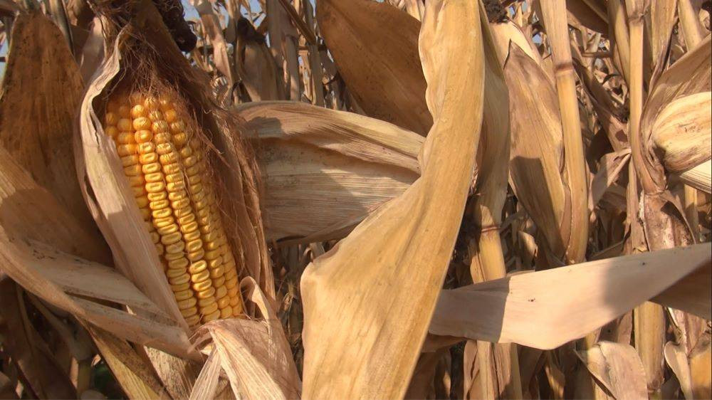 Karadeniz’i bekleyen büyük tehlike açıklandı - Resim: 6