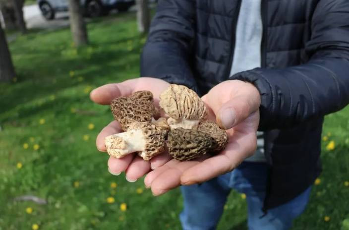 Köylülerin dağdan topladığı ürünün kilosu 3 bin TL. 5 kilo bulunca sevinçten zeybek oynadılar - Resim: 7