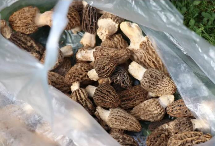 Köylülerin dağdan topladığı ürünün kilosu 3 bin TL. 5 kilo bulunca sevinçten zeybek oynadılar - Resim: 6