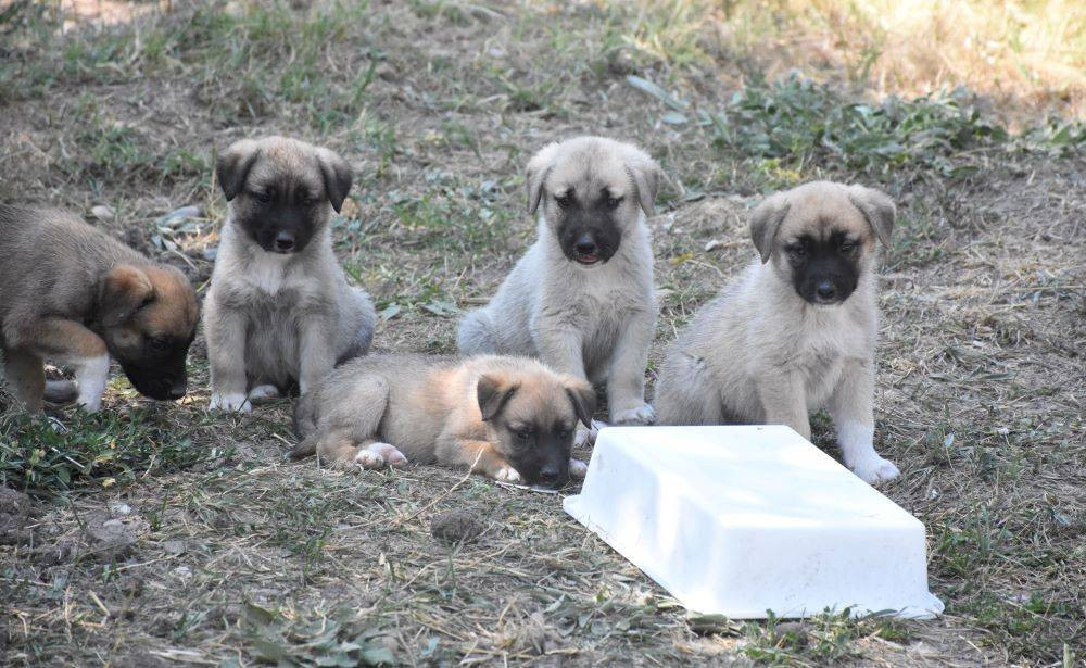 Kangallarla ilgili gerçek yapay zekayla ortaya çıktı. Bilim dünyası mercek altına aldı - Resim: 10