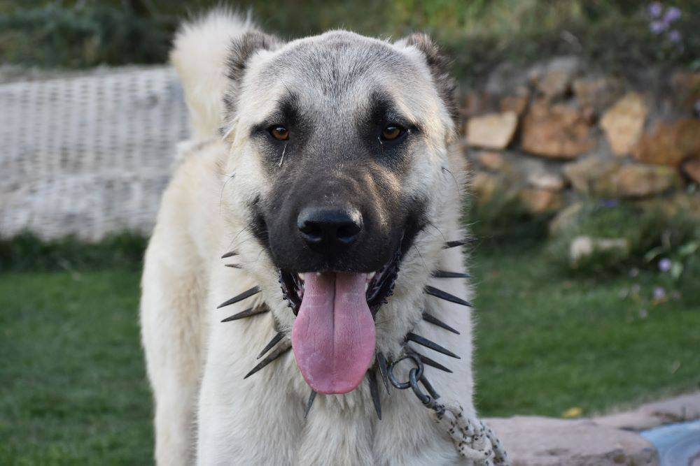 Kangallarla ilgili gerçek yapay zekayla ortaya çıktı. Bilim dünyası mercek altına aldı - Resim: 9
